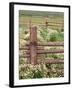 Wild Chamomile, Gunnison National Forest, Colorado, USA-Adam Jones-Framed Photographic Print