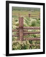 Wild Chamomile, Gunnison National Forest, Colorado, USA-Adam Jones-Framed Photographic Print