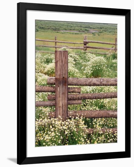 Wild Chamomile, Gunnison National Forest, Colorado, USA-Adam Jones-Framed Photographic Print