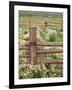 Wild Chamomile, Gunnison National Forest, Colorado, USA-Adam Jones-Framed Photographic Print