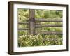 Wild Chamomile-Adam Jones-Framed Photographic Print