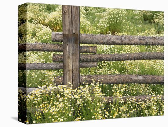 Wild Chamomile-Adam Jones-Stretched Canvas