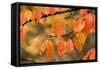 Wild Cherry, or Gean; Autumn Colour-null-Framed Stretched Canvas