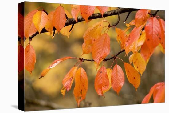 Wild Cherry, or Gean; Autumn Colour-null-Stretched Canvas