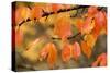 Wild Cherry, or Gean; Autumn Colour-null-Stretched Canvas