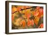 Wild Cherry, or Gean; Autumn Colour-null-Framed Photographic Print