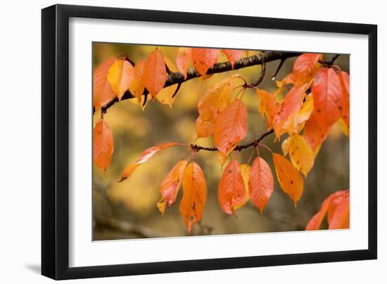 Wild Cherry, or Gean; Autumn Colour-null-Framed Photographic Print