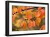 Wild Cherry, or Gean; Autumn Colour-null-Framed Photographic Print