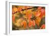 Wild Cherry, or Gean; Autumn Colour-null-Framed Photographic Print