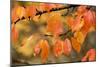 Wild Cherry, or Gean; Autumn Colour-null-Mounted Photographic Print