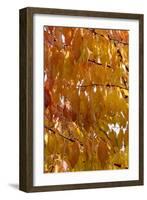 Wild Cherry 's Leaves in Autumn-null-Framed Photographic Print