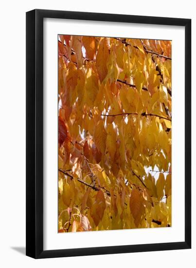 Wild Cherry 's Leaves in Autumn-null-Framed Photographic Print
