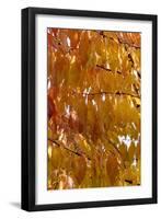 Wild Cherry 's Leaves in Autumn-null-Framed Photographic Print