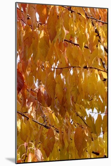 Wild Cherry 's Leaves in Autumn-null-Mounted Photographic Print