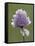 Wild Chives (Allium Schoenoprasum), Glacier National Park, Montana, USA-James Hager-Framed Stretched Canvas