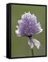 Wild Chives (Allium Schoenoprasum), Glacier National Park, Montana, USA-James Hager-Framed Stretched Canvas