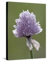 Wild Chives (Allium Schoenoprasum), Glacier National Park, Montana, USA-James Hager-Stretched Canvas