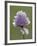 Wild Chives (Allium Schoenoprasum), Glacier National Park, Montana, USA-James Hager-Framed Photographic Print