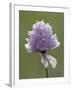 Wild Chives (Allium Schoenoprasum), Glacier National Park, Montana, USA-James Hager-Framed Photographic Print