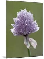 Wild Chives (Allium Schoenoprasum), Glacier National Park, Montana, USA-James Hager-Mounted Photographic Print