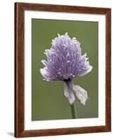 Wild Chives (Allium Schoenoprasum), Glacier National Park, Montana, USA-James Hager-Framed Photographic Print