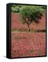 Wild Clover Flowers in an Olive Grove at Misilmeri, on the Island of Sicily, Italy, Europe-Newton Michael-Framed Stretched Canvas