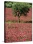 Wild Clover Flowers in an Olive Grove at Misilmeri, on the Island of Sicily, Italy, Europe-Newton Michael-Stretched Canvas