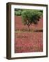 Wild Clover Flowers in an Olive Grove at Misilmeri, on the Island of Sicily, Italy, Europe-Newton Michael-Framed Photographic Print