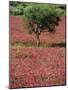 Wild Clover Flowers in an Olive Grove at Misilmeri, on the Island of Sicily, Italy, Europe-Newton Michael-Mounted Photographic Print