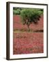 Wild Clover Flowers in an Olive Grove at Misilmeri, on the Island of Sicily, Italy, Europe-Newton Michael-Framed Photographic Print