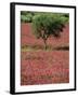 Wild Clover Flowers in an Olive Grove at Misilmeri, on the Island of Sicily, Italy, Europe-Newton Michael-Framed Photographic Print