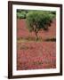 Wild Clover Flowers in an Olive Grove at Misilmeri, on the Island of Sicily, Italy, Europe-Newton Michael-Framed Photographic Print