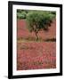 Wild Clover Flowers in an Olive Grove at Misilmeri, on the Island of Sicily, Italy, Europe-Newton Michael-Framed Photographic Print