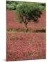 Wild Clover Flowers in an Olive Grove at Misilmeri, on the Island of Sicily, Italy, Europe-Newton Michael-Mounted Photographic Print