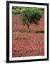 Wild Clover Flowers in an Olive Grove at Misilmeri, on the Island of Sicily, Italy, Europe-Newton Michael-Framed Photographic Print