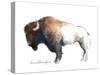 Wild Colorful Bison Dark Brown-Avery Tillmon-Stretched Canvas