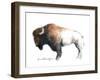 Wild Colorful Bison Dark Brown-Avery Tillmon-Framed Art Print