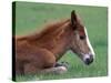 Wild Colt, Cumberland Island, Georgia, USA-Gavriel Jecan-Stretched Canvas