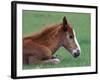 Wild Colt, Cumberland Island, Georgia, USA-Gavriel Jecan-Framed Photographic Print