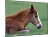 Wild Colt, Cumberland Island, Georgia, USA-Gavriel Jecan-Mounted Photographic Print