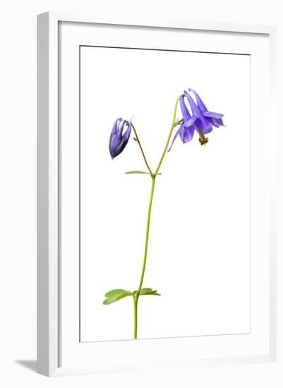 Wild Columbine (Aquilegia Vulgaris) in Flower, Queyras Natural Park, France, May 2009-Benvie-Framed Photographic Print