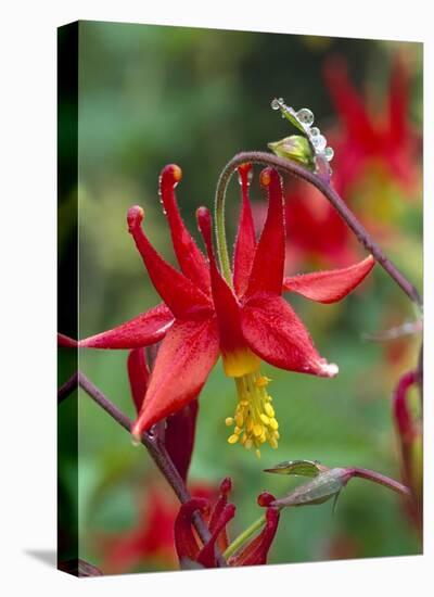 Wild Columbine with drops of dew, North America-Tim Fitzharris-Stretched Canvas