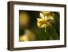 Wild daffodils, Dunsdon Wood, Dartmoor, Devon, England, UK-Ross Hoddinott / 2020VISION-Framed Photographic Print