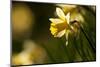 Wild daffodils, Dunsdon Wood, Dartmoor, Devon, England, UK-Ross Hoddinott / 2020VISION-Mounted Photographic Print