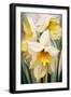 Wild Daffodils-Lea Faucher-Framed Art Print