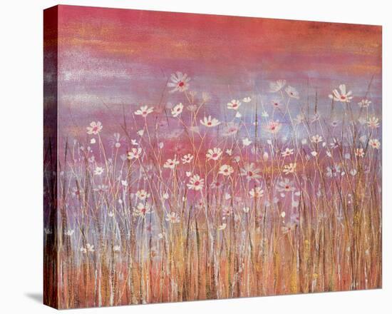 Wild Daisies at Sundown-Jo Starkey-Stretched Canvas