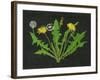 Wild Dandelion I-Melissa Wang-Framed Art Print