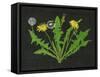 Wild Dandelion I-Melissa Wang-Framed Stretched Canvas