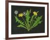 Wild Dandelion I-Melissa Wang-Framed Art Print