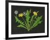 Wild Dandelion I-Melissa Wang-Framed Art Print